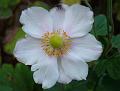 2009-1104-1450_Japanese_Anemone_11,7C